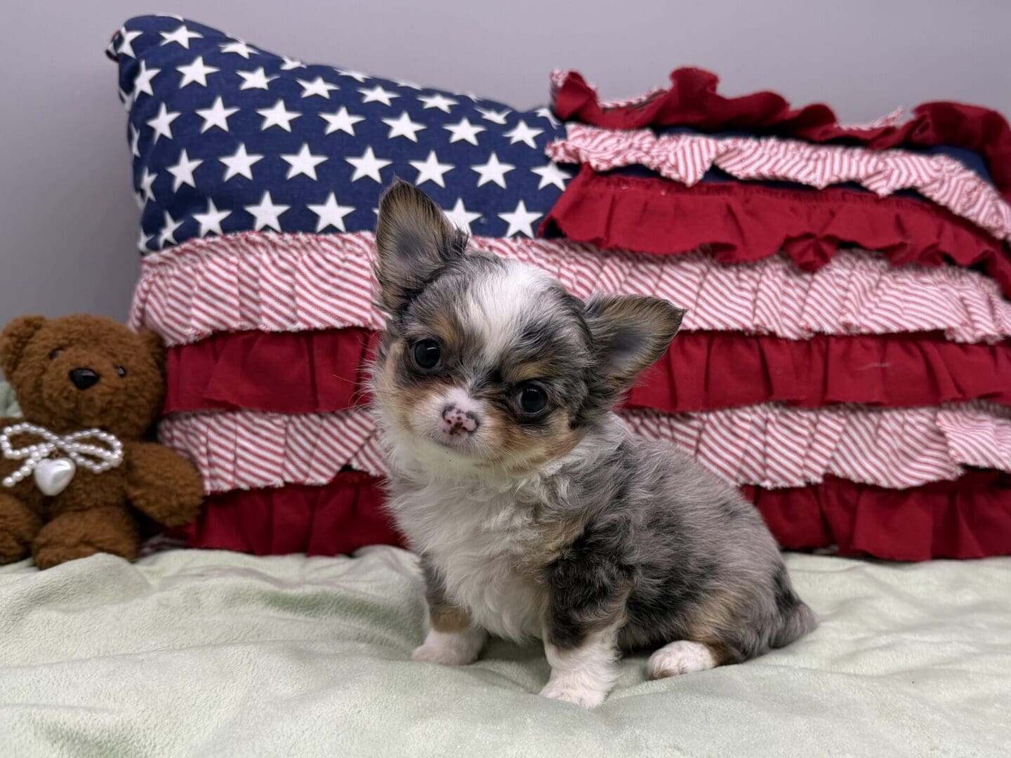 Tiny tricolor chihuahua puppy on blanket