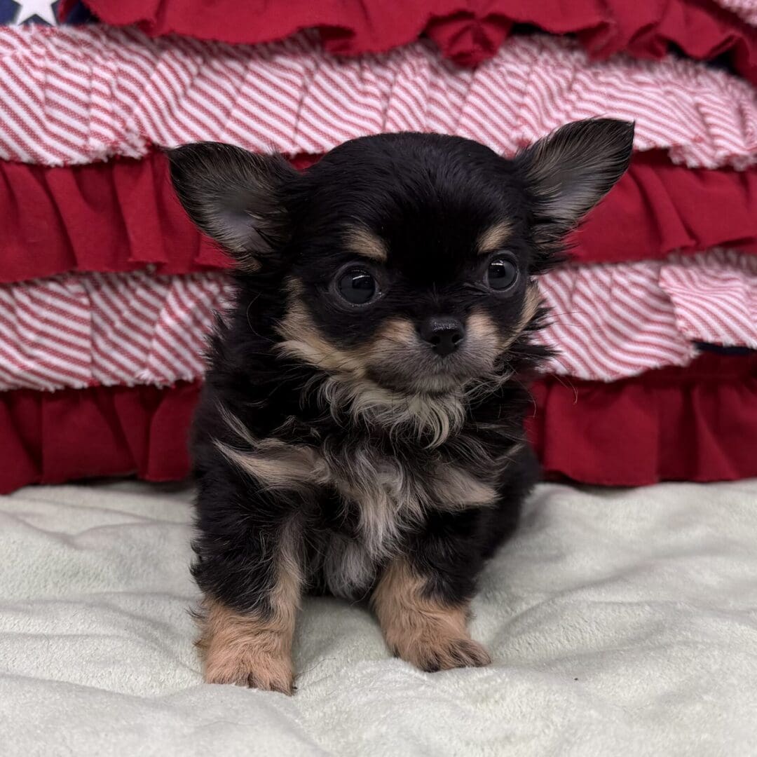 Tiny black and tan Chihuahua puppy on blanket