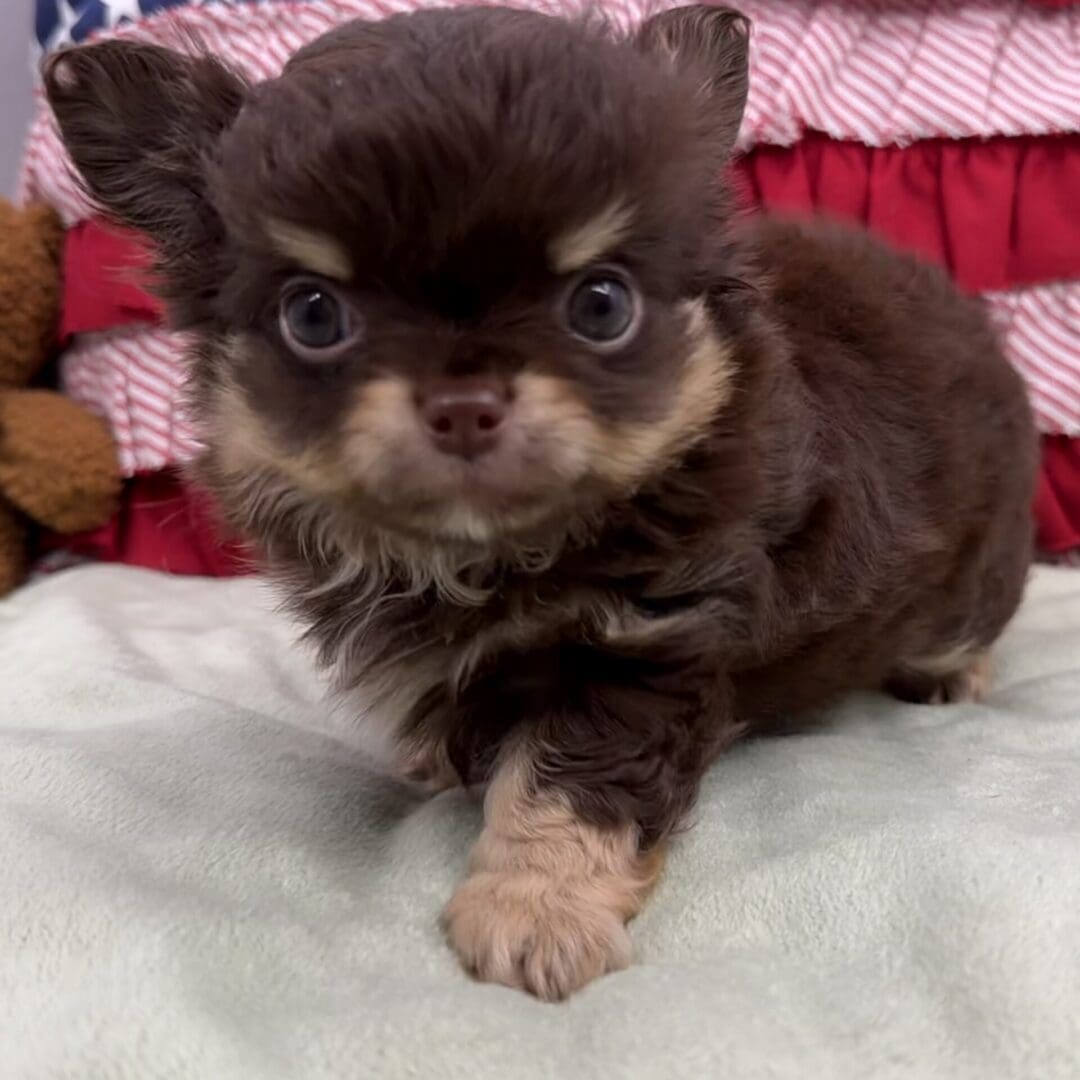 Tiny fluffy brown puppy on blanket