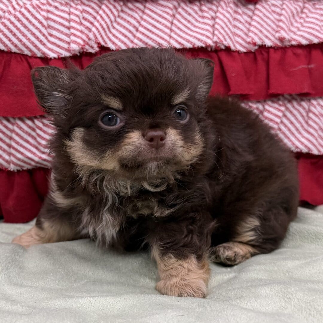 small fluffy brown puppy on blanket