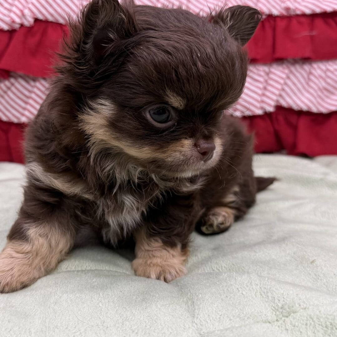 Fluffy brown puppy on blanket