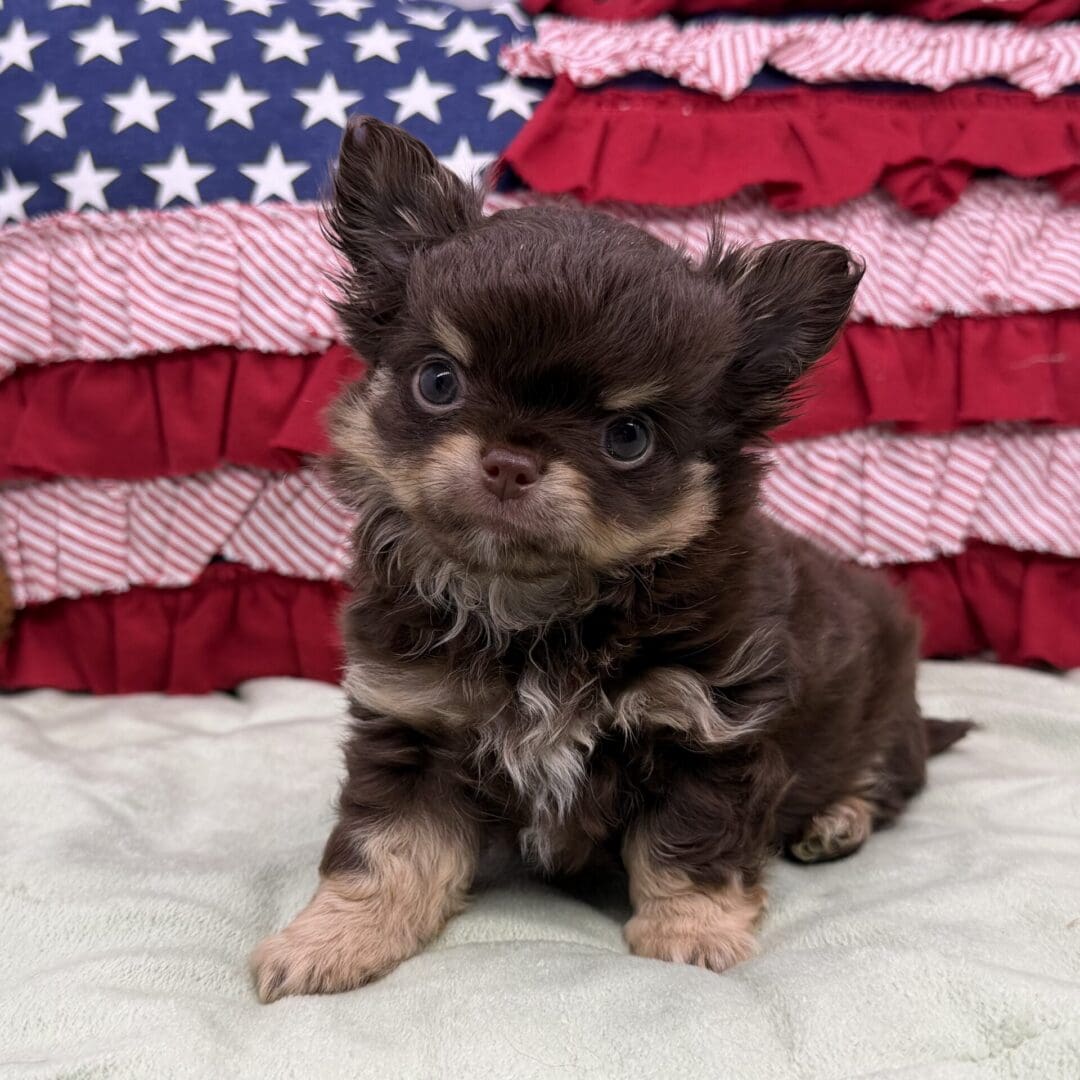 Small fluffy brown puppy with American flag