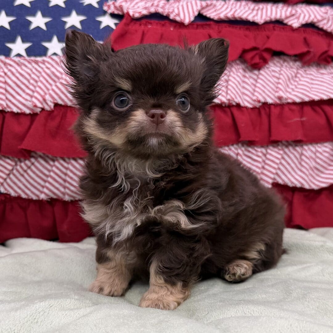 Fluffy brown puppy with American flag backdrop